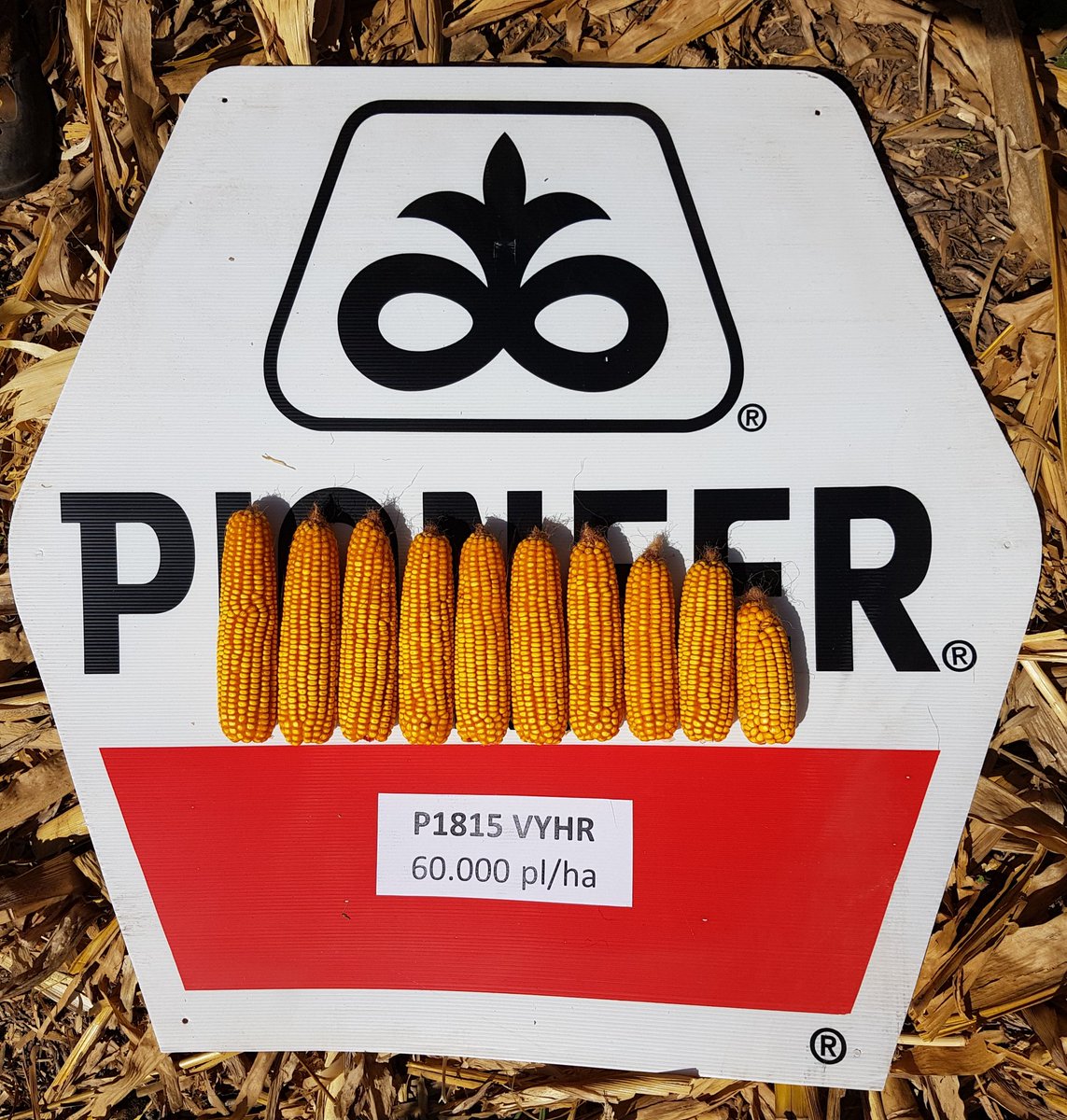 Rinsu_Pioneer's tweet photo. Seguimos evaluando las variables que forman el rendimiento en los ensayos de densidad. Se observa la importancia de una buena distribución y emergencia cuando aumentamos las densidades a los límites de cada ambiente. #P1815 #estamosdondeestas #pioneerdemillas https://t.co/RdYQzBFQik
