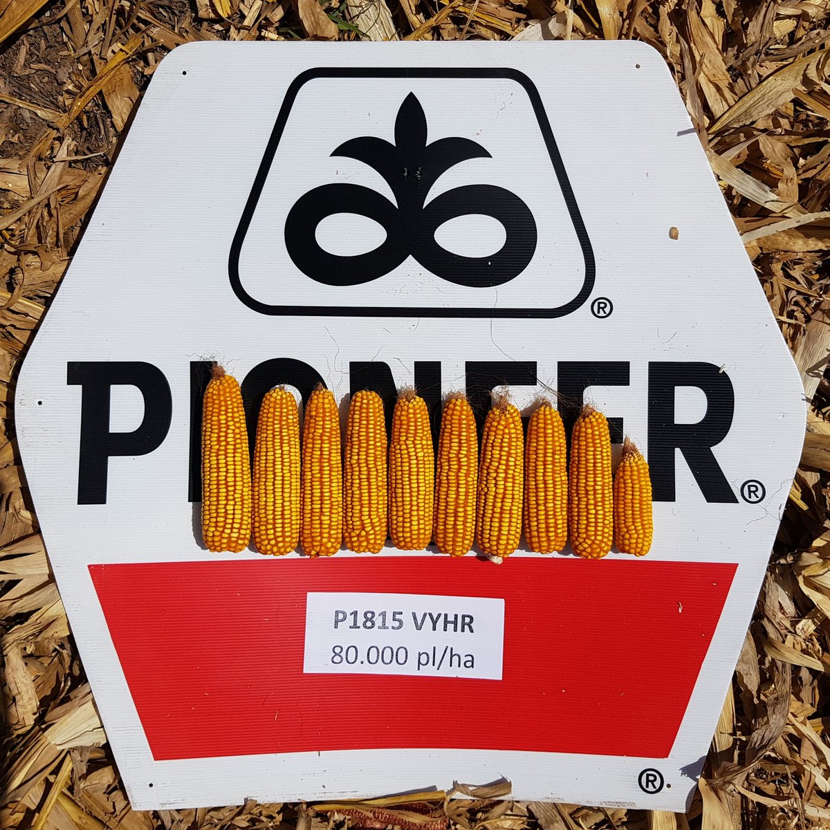 Rinsu_Pioneer's tweet photo. Seguimos evaluando las variables que forman el rendimiento en los ensayos de densidad. Se observa la importancia de una buena distribución y emergencia cuando aumentamos las densidades a los límites de cada ambiente. #P1815 #estamosdondeestas #pioneerdemillas https://t.co/RdYQzBFQik