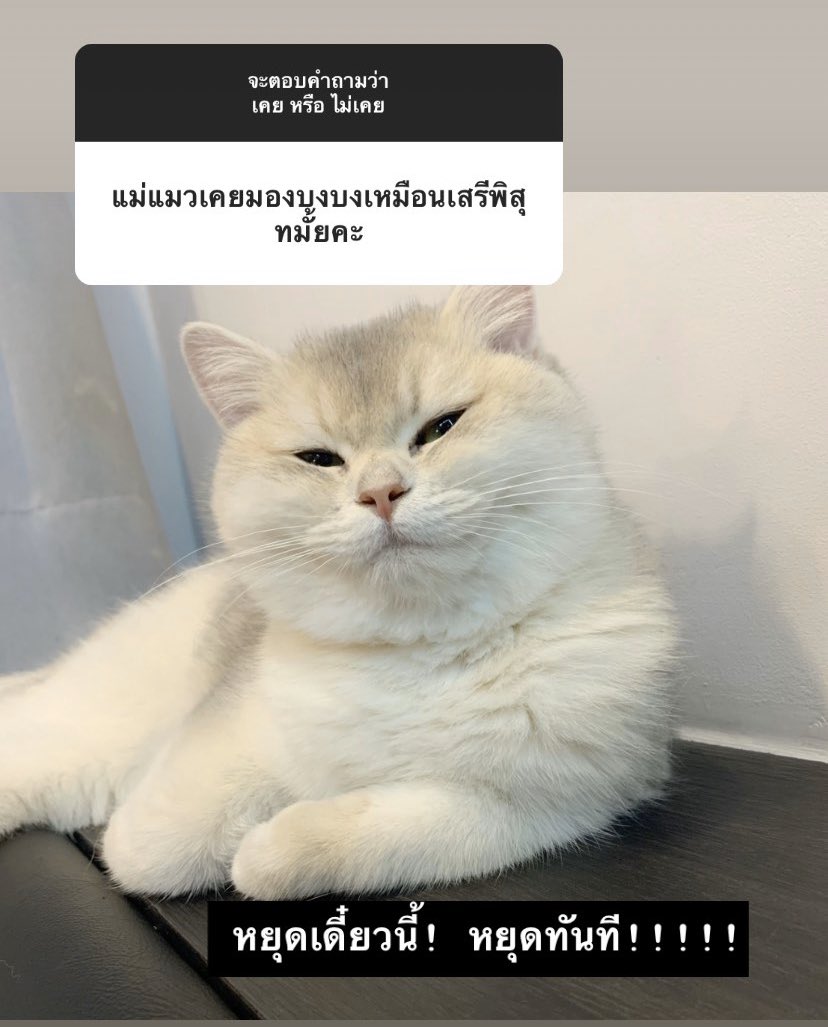 โบนัสเป็นแม่แมว tweet media