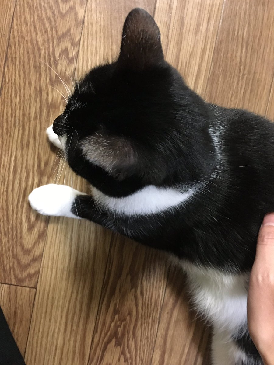 ボロボロになって死ぬひどい悪夢でうなされてたんだけど、普段あまりベッドにこないオキが懐にドスっと座り込んで一瞬目が覚めた。その後は安眠だった。
お前か。悪夢を食べてくれたのは