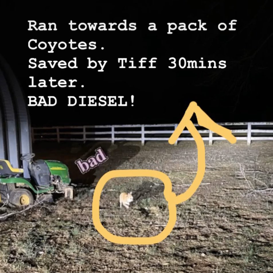 AliSilversmith's tweet image. This damned chihuahua has 9 lives. My heart is still pounding #baddiesel #chihuahua #countrylife