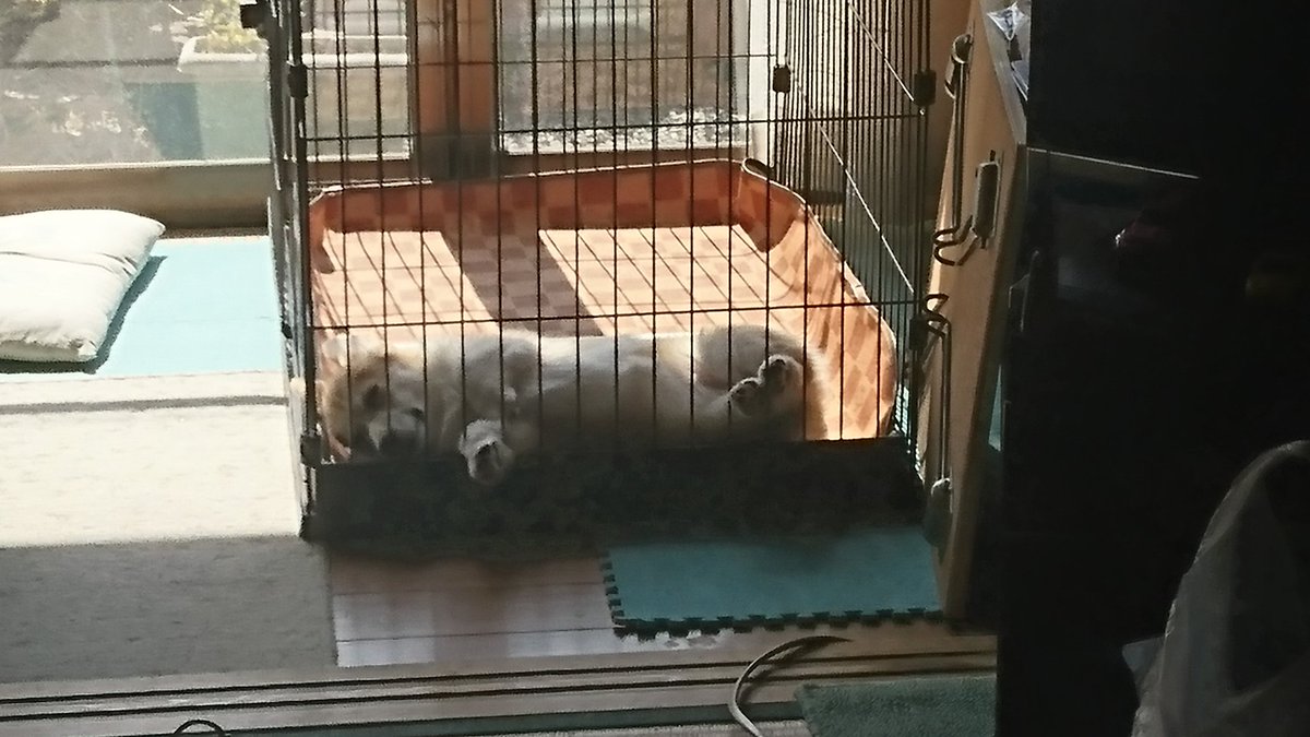 c9c67x's tweet photo. Zzz..... https://t.co/sjYYZVjirN