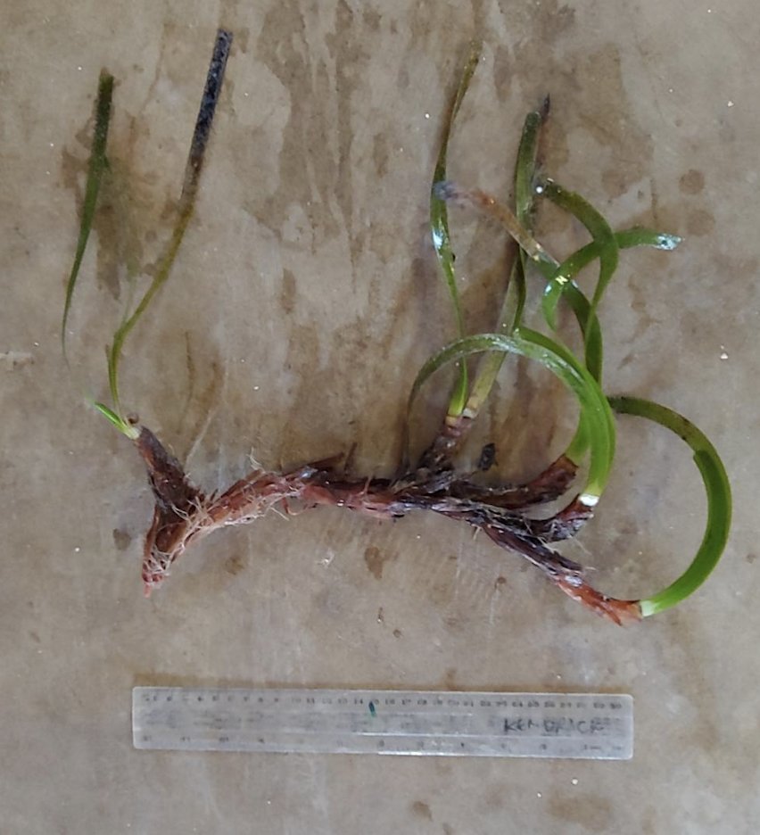 SeagrassLiz's tweet photo. Whole plant approach to measuring the response of temperate #seagrasses to environmental stressors and simulated #extremeclimateevents? #Posidonia #Amphibolis #plantphysiology #geneexpression #proteomics #metabolomics
All plants acclimating to their new home @BiolSci_UWA https://t.co/vxte91CIHo