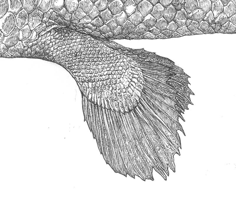 インドネシアシーラカンスのペン画。
1/2サイズ65cmのサイズで描いています。
#ツイッターで楽しむ展覧会 