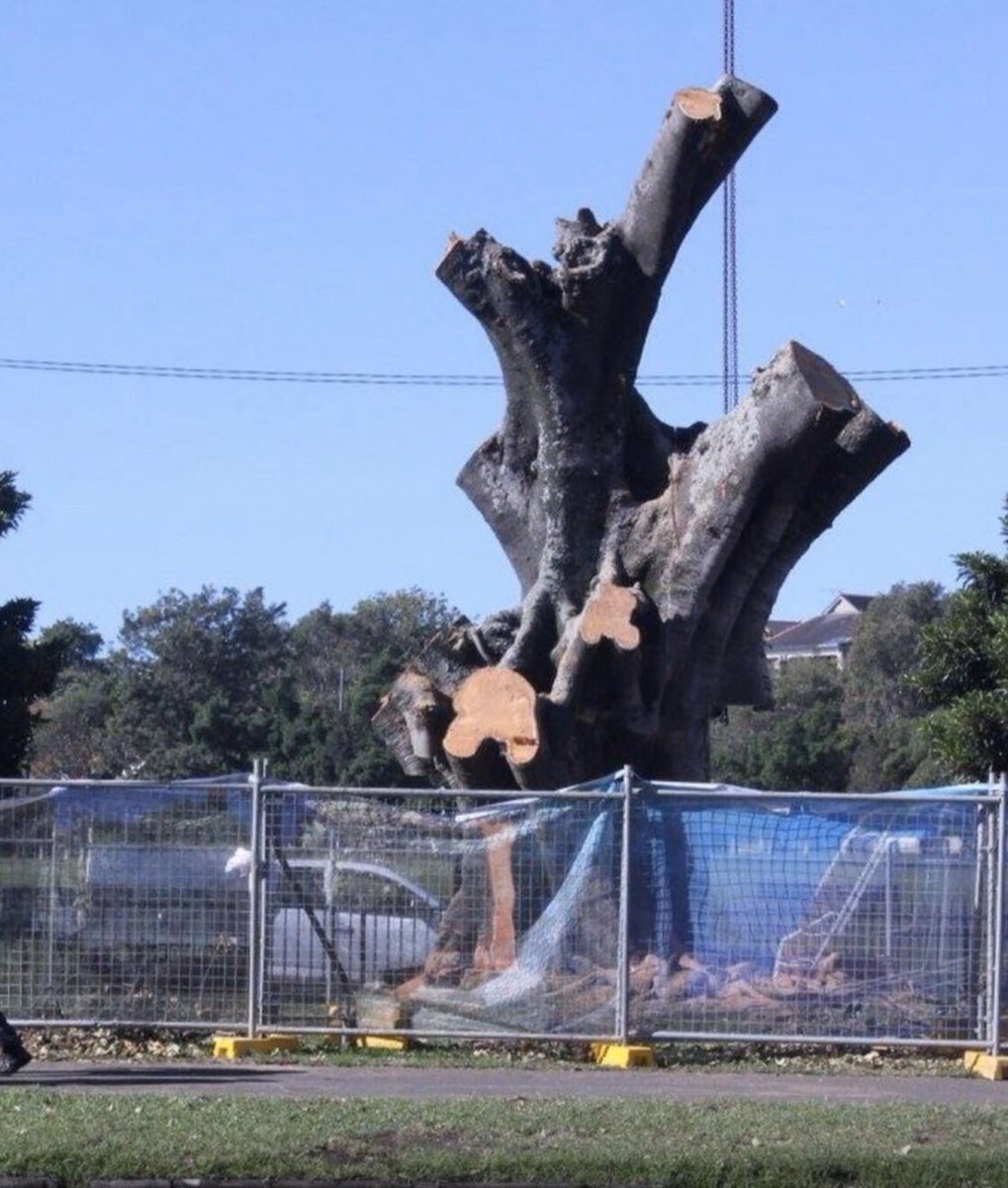 tilly64's tweet photo. @p_hannam @HaroldHodson2 @smh More ANZAC trees need felling? Amother light rail fail? Another casino to build? #chainsawmike #casinomike #lightrailfail https://t.co/J6ofr1qtVl