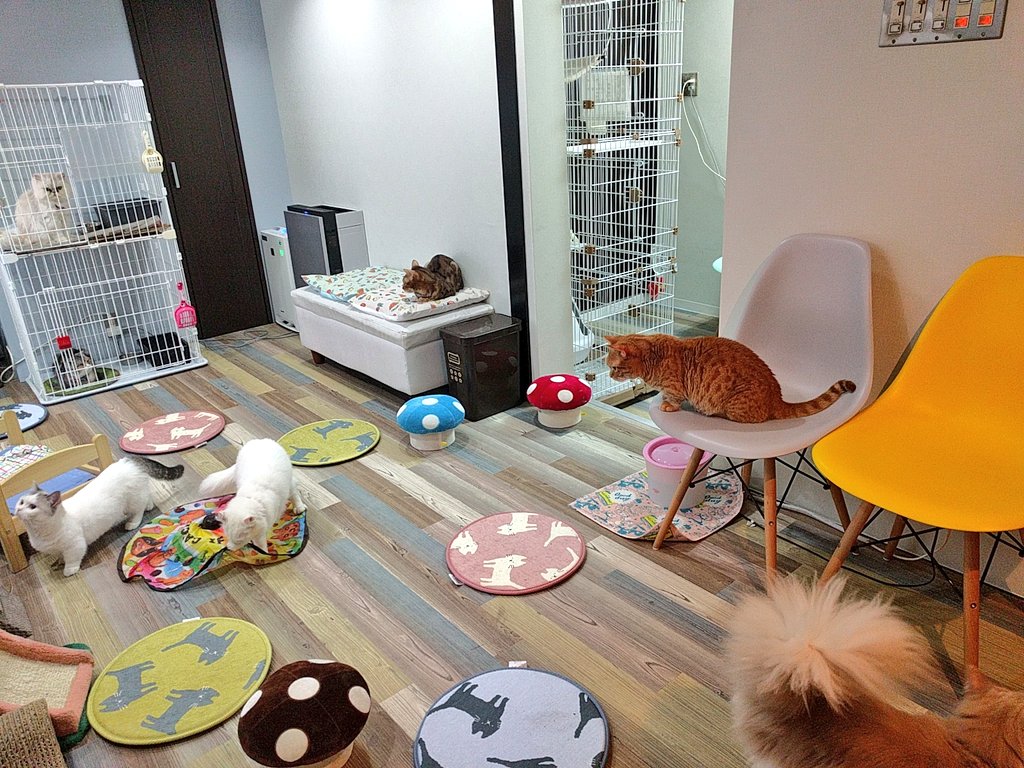 manchiTuruhashi's tweet photo. 2020.3.5〜
保護猫カフェマンチカン鶴橋店は
【#保護猫カフェ鶴橋店】として、下記住所に移転しました🏘😸

テナントビルの正面玄関左奥にあるエレベーターからお上がり下さい💮
（階段は使えません）

料金やシステムに変更はありません🙌

✆06-4307-4715 https://t.co/rMvaiMQdpd