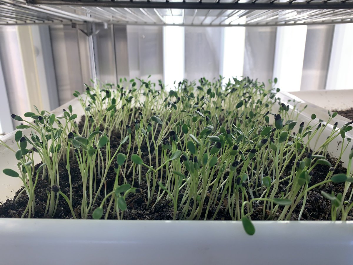 LeeHudek's tweet photo. After a couple of days away it’s great to get back to the lab and see the #seedlings growing and at the optimum point of development for #inoculating with #rhizobia 

@CerrfD #pulse #SustainableAgriculture #microbiology https://t.co/jlq8dAXxOq