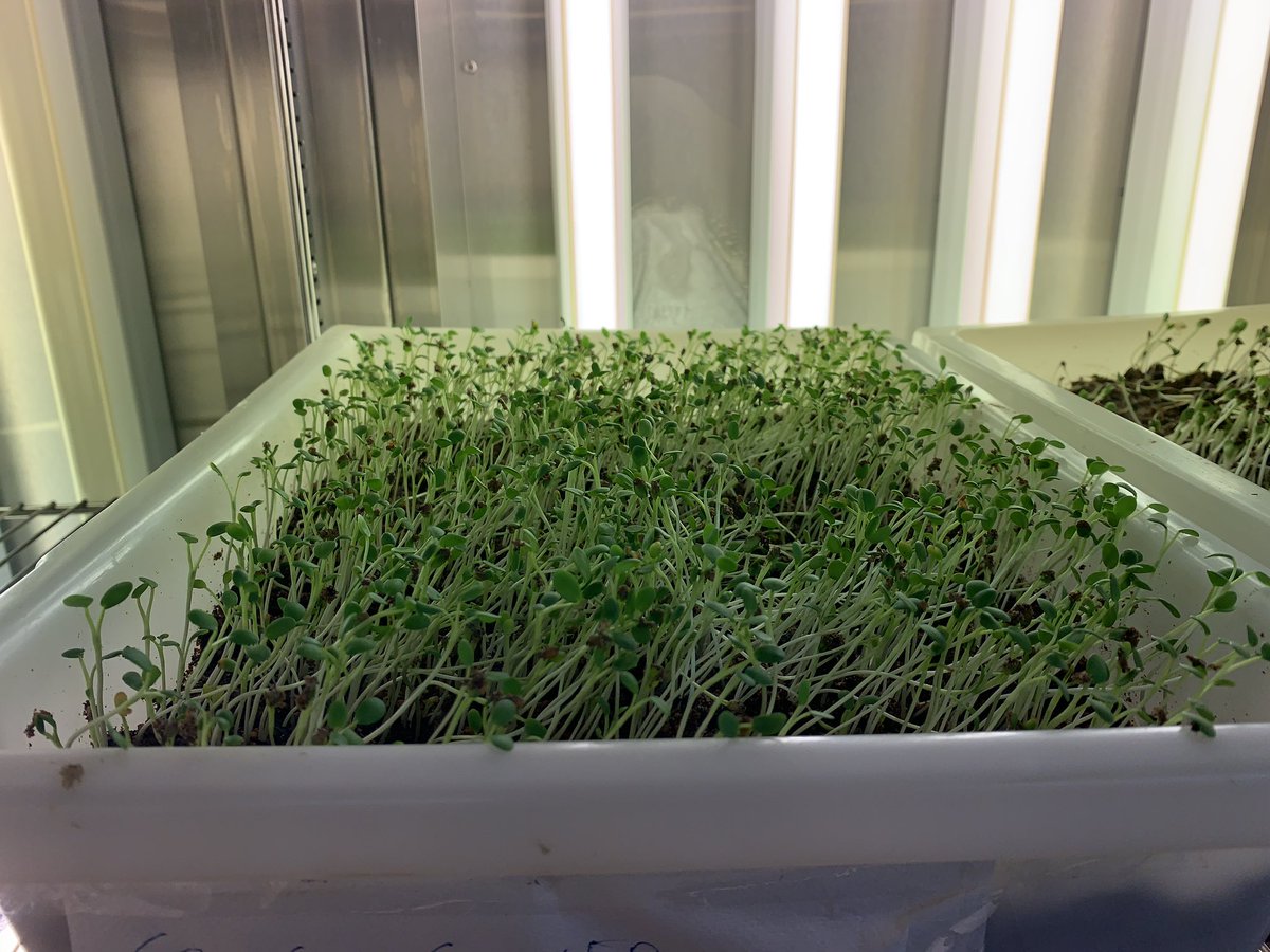 LeeHudek's tweet photo. After a couple of days away it’s great to get back to the lab and see the #seedlings growing and at the optimum point of development for #inoculating with #rhizobia 

@CerrfD #pulse #SustainableAgriculture #microbiology https://t.co/jlq8dAXxOq