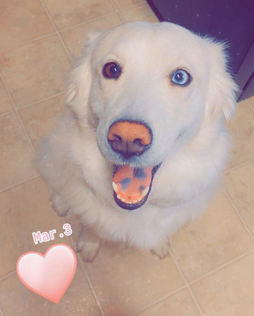 JaeceyD's tweet photo. My whole heart 3 times over 🐾 https://t.co/CWOjyMuoFS