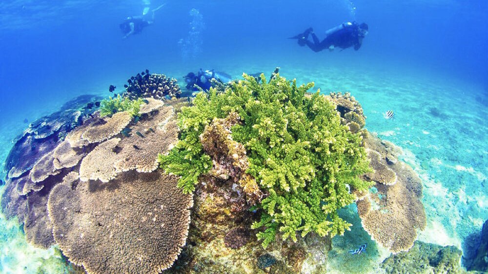 ExploreSanya's tweet photo. The clear waters of Boundary Island are one of Hainan's most suitable islands for diving and watching the underwater world.🏄🏻🏊🏻🤽🏻‍♂️#Fenjiezhou Island 
#ExploreSanya #China #Diving 🧊 https://t.co/NZqJFRCS72