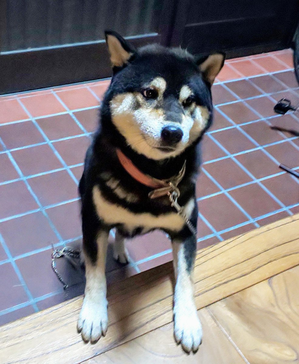 ギャラリーレア青山表参道店 柴犬 黒柴 てんまろ 犬 犬好きさんと繋がりたい スタッフの家族 てんまろ君 疲れて帰ったらこんな可愛い癒しがいます 可愛い 青山 表参道散歩 散歩の聖地 ギャラリーレア青山表参道店