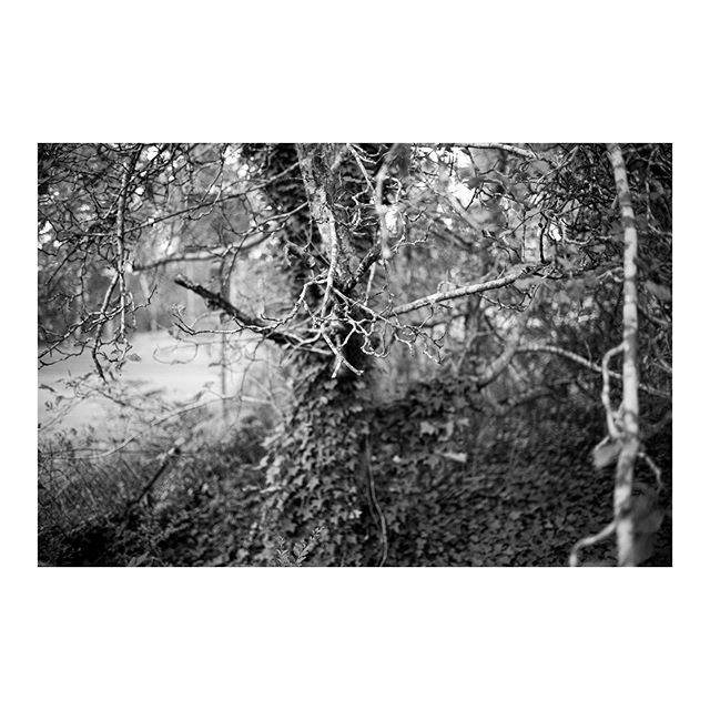 JolliffePhoto's tweet photo. #monochrom #blackandwhite #bnw #m246 #summilux #35mm #katoomba #trees #forest #nature #landscape https://t.co/tPiZN88Y5x https://t.co/7lrzFWXXxC