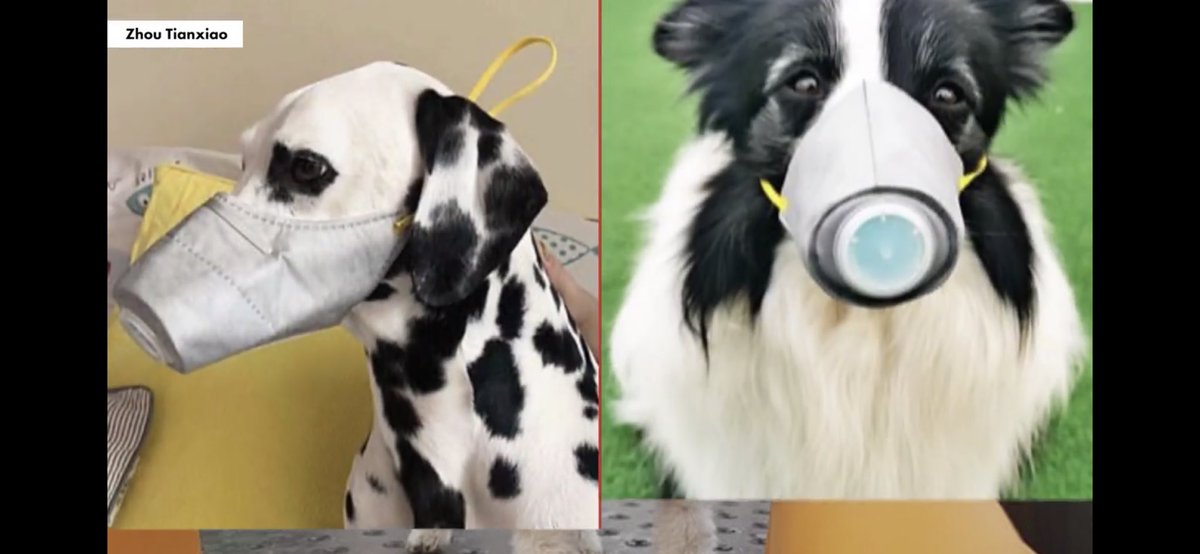 Photo by Zhou Tianxiao of a dog with a face mask