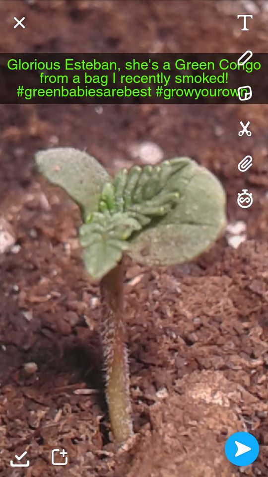 mandynopantses's tweet photo. #mandymade #IAmCannabis #nopantsgardening #greencongo https://t.co/xiwpCzDqFm