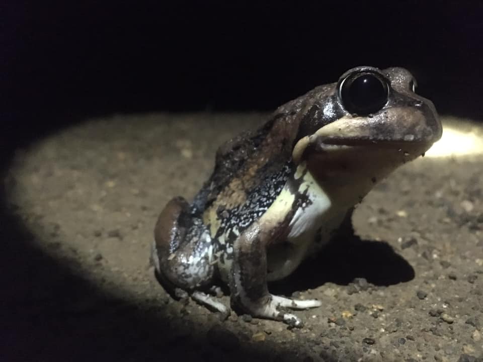 SusFarms_ANU's tweet photo. And an eastern banjo frog. All three spotted last night on #southwestslopes farmland, after 40mm of rain.
#gloriousrain #biodiversity #biodiversityonfarms @Gundagian https://t.co/WtJTCiCgPN
