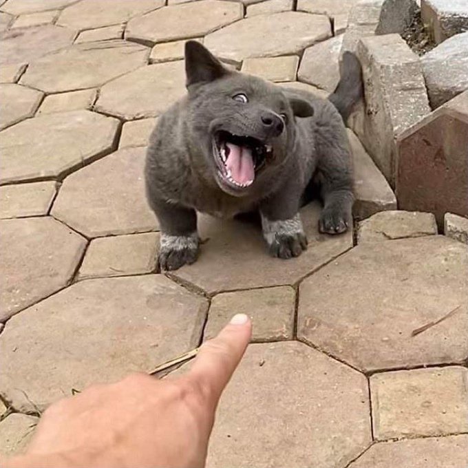 ドラクエのモンスター感ある角度ですね
https://t.co/jeLGwpZERC 