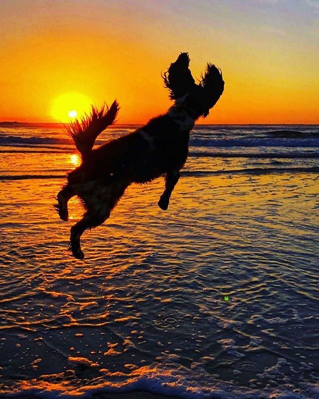 Did you ever want to be a beach dog? Is it too early to be thinking of a beach vacay? Our home away from home #loveCoronado 📸 ☀️ 📸 @taalgoochelaar 👏👏👏
@sandiegophotos Winning photo for February @MySDPhoto Challenge!
The theme was 'Silhouettes'
#DogPhotos #DogBeach #SanDi…
