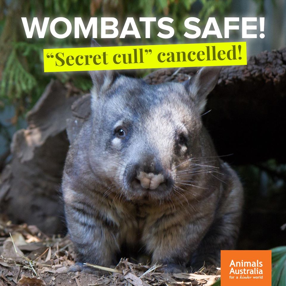 Animals Australia On Twitter Great News South Australian Authorities Have Confirmed That The Slaughter Of 200 Near Threatened Hairy Nosed Wombats Will Not Go Ahead After National Outcry Https T Co F7iq2nqjq4