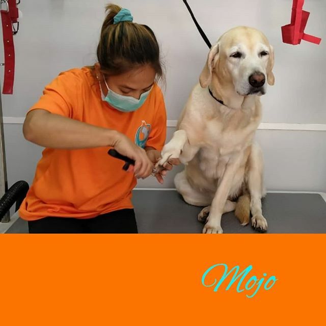 soaptopia_ae's tweet photo. #lakelandterrier Mojo is getting his #nailsdid 💅 in our van 🚛outside his villa in #PalmJumeirah

#mobilepetgroomingdubai #doggroomingdubai #dogsindubai #dubaidogs #dogsofdubai #dogsofinstagram #instadog #dogstagram #chien #köpek #hund #perro #cachorr… https://t.co/nvBvbHP5qS https://t.co/9tY8jrWPxS