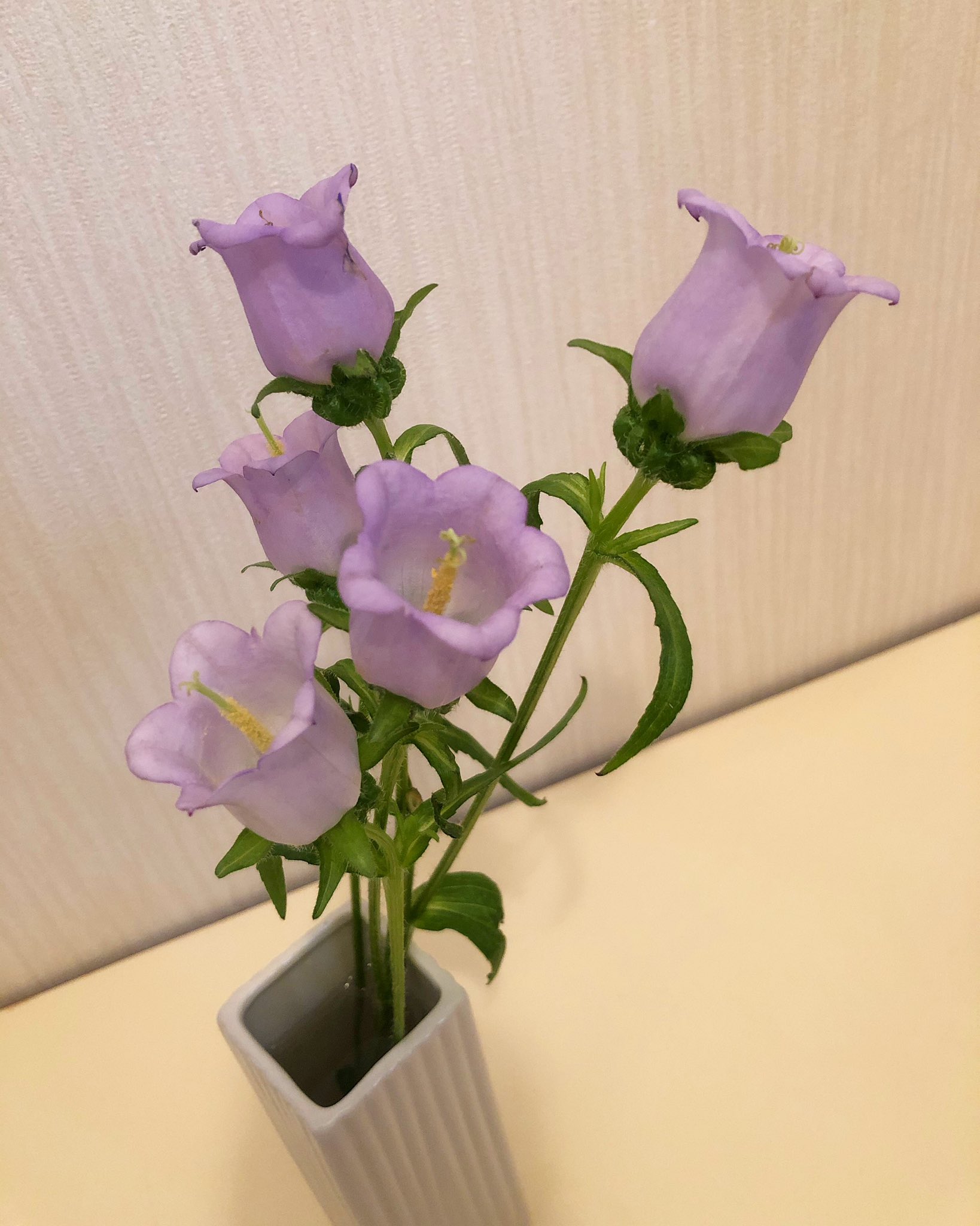 たかはし あいこ 3月はカンパニュラ 蕾だったお花が綺麗に咲いた あとはオレンジの一輪挿しの方が あと少しですな カンパニュラは 感謝 っていう 花言葉らしい いつも皆さんのお陰で 今があることに感謝して 花言葉 カンパニュラ