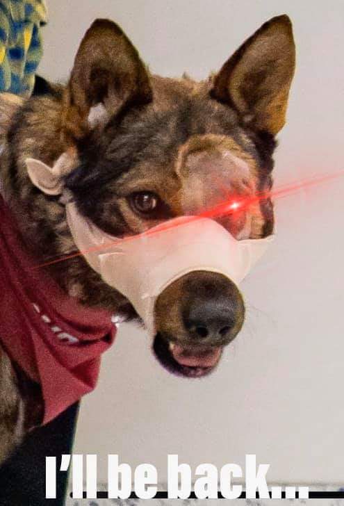 K9 Chief

#FreakingLaserBeams