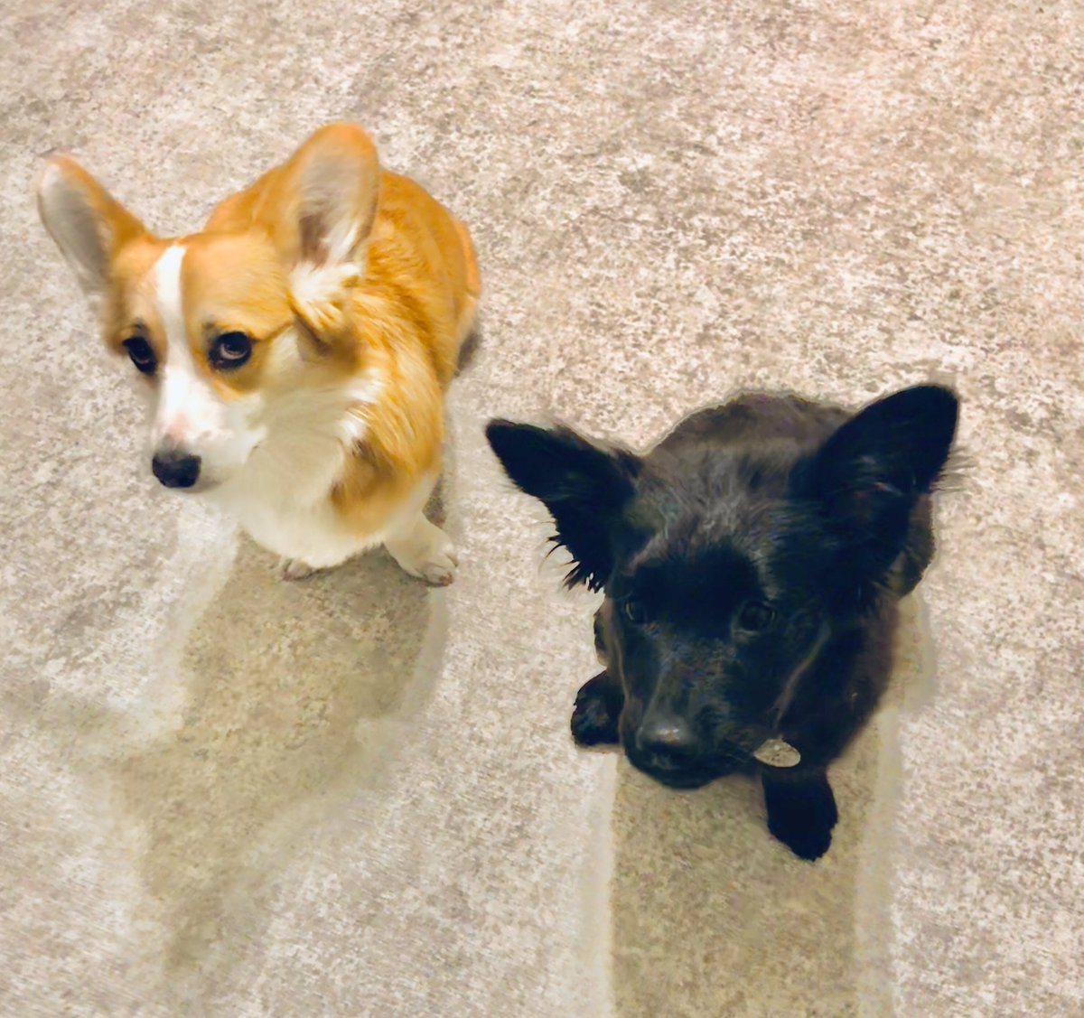 BarkBustersPhx's tweet image. These two cutie-pooties started their #barkbustersphoenix puppy training. Willo is a famous #Corgi with quite the instagram following. She was having issues with #resourceguarding with her new sibling a #cattledog mix. We worked on it and they were doing much better together.