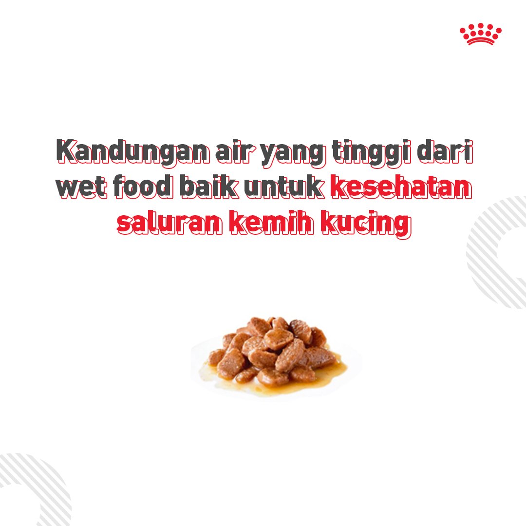 RoyalCanin_ID's tweet photo. Diet kucing kamu berperan aktif dalam mendukung kesehatan saluran kemih mereka. Karena itu, berikan kucingmu makanan dengan kandungan nutrisi yang tepat dan seimbang. ⁣
⁣
#AyoKeDokterHewan secara rutin untuk memeriksa kesehatan saluran kemih kucingmu.⁣
⁣
#CatPedia https://t.co/GmePiq0k81