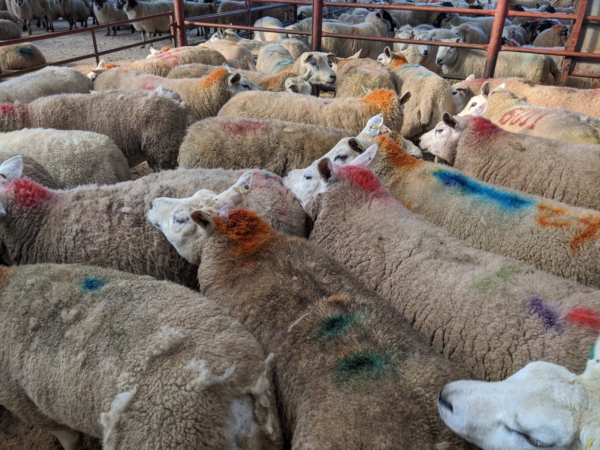 roblivestream's tweet photo. @RhianepFW @farmersjournal @FarmersGuardian @FGAngelaCalvert @scottishfarmer A pen of 27 Cull Ewes at Longtown Mart today (Thursday 5th March) averaged Β£179 per head - #TopPrices https://t.co/Mdw33pJzeu