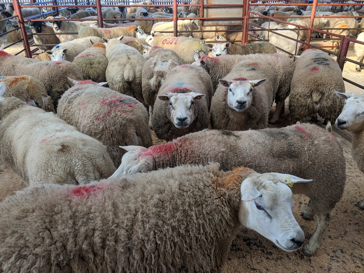 roblivestream's tweet photo. @RhianepFW @farmersjournal @FarmersGuardian @FGAngelaCalvert @scottishfarmer A pen of 27 Cull Ewes at Longtown Mart today (Thursday 5th March) averaged Β£179 per head - #TopPrices https://t.co/Mdw33pJzeu