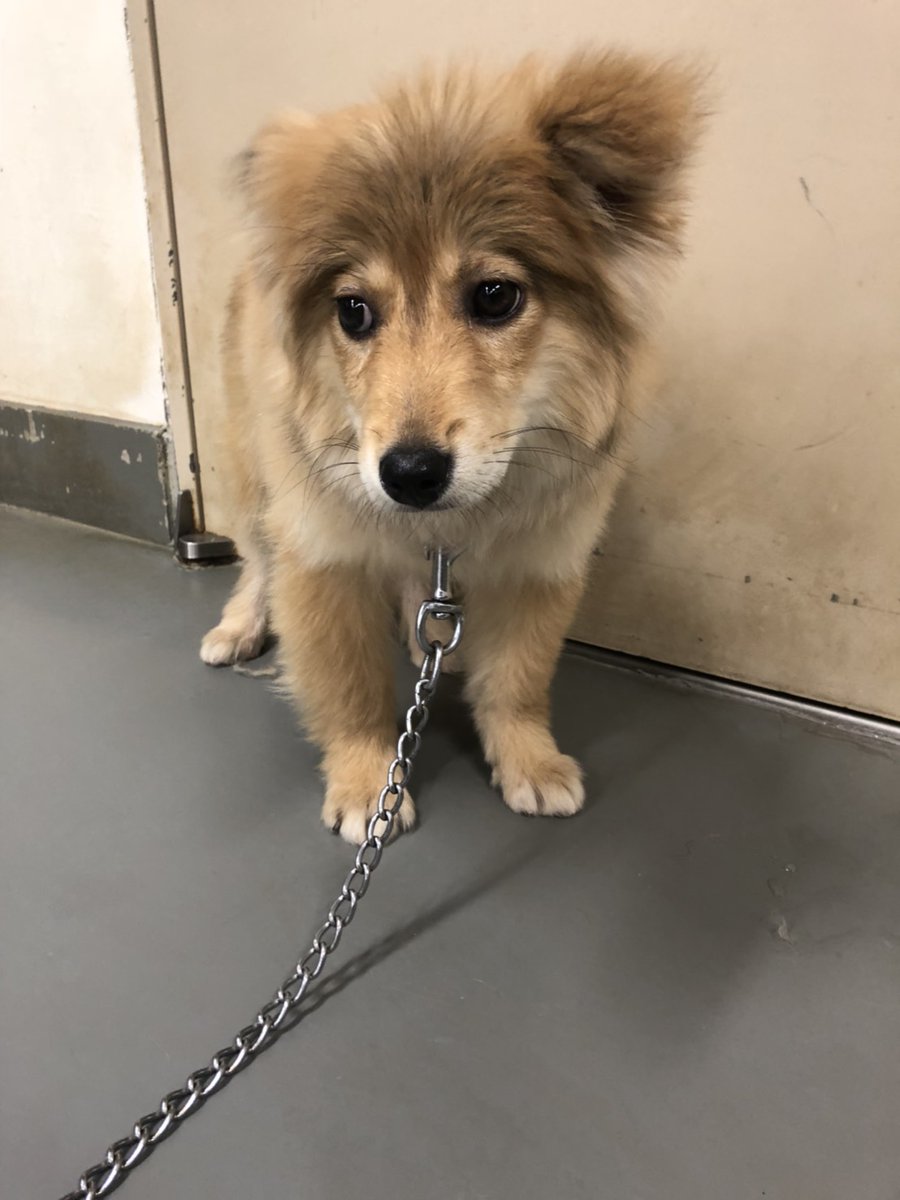 Blessing0419's tweet photo. 岡山県
倉敷市保健所から
野犬子犬、児島犬の女の子
あさぎりちゃん
まだまだ人が怖くて
でも、シャンプーもして頂きふわモコ美少女
将来は17㌔ぐらいにはなりそうな家系？
室内飼育でり良い関係を築いて下さる方募集中！
よろしくお願いします。

📞0864349829

＃倉敷市保健所 ＃里親募集 ＃teamKAR https://t.co/Ex0f8wi49e