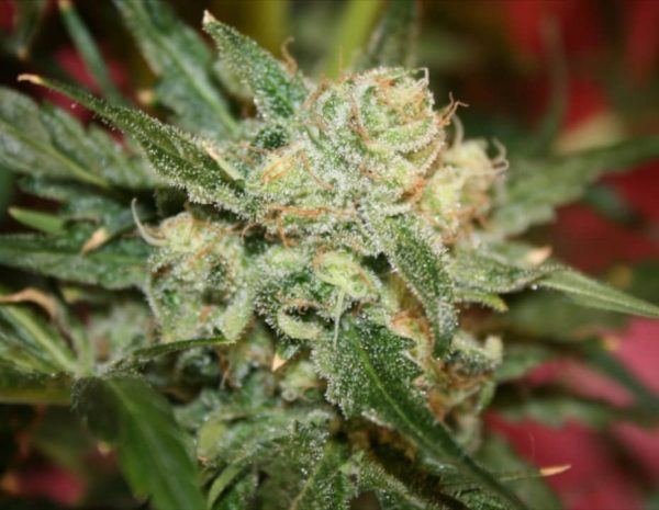 cmsweed's tweet photo. Happiness de Nilsson Seeds es el resultado del cruce entre la famosa (Bilbo x África Central) y una Congoleña.
#appcmsweed #bancodesemillas #happiness #nilssonseeds #semillasdemarihuana #spannabis2020 https://t.co/gDsCnefDKg https://t.co/UCPPUvSQJI