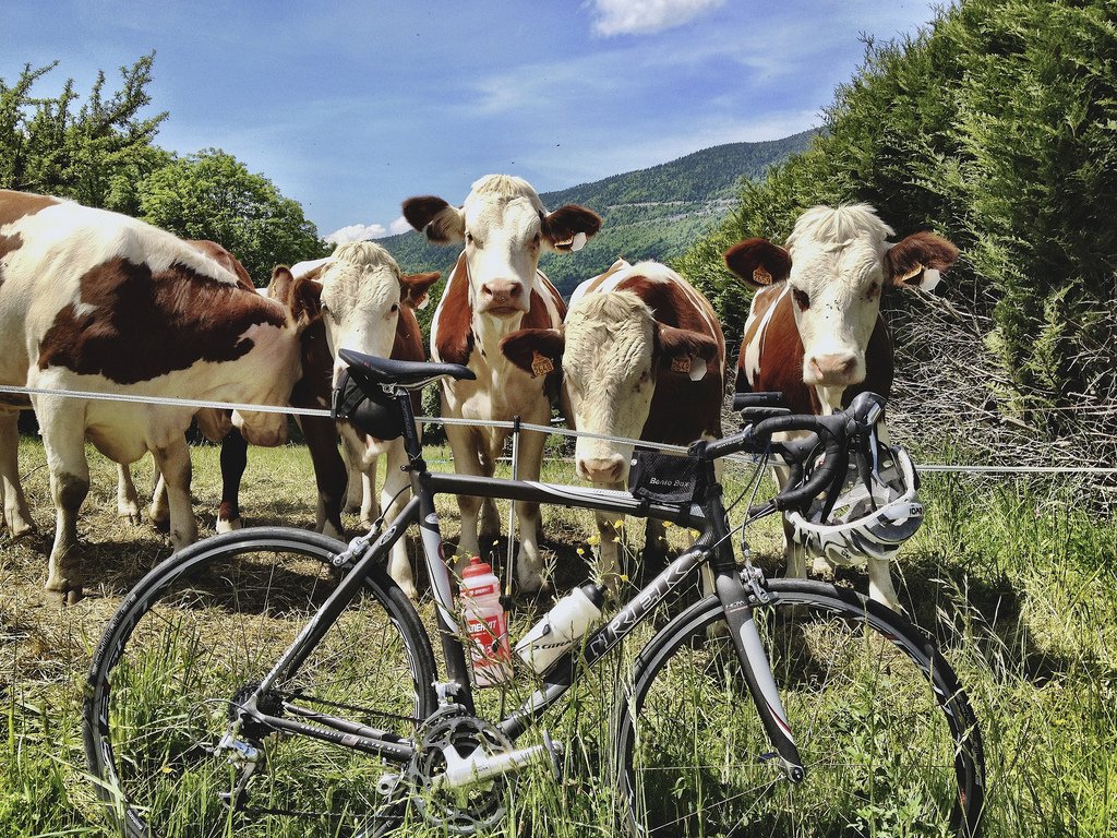 bikeitalia_it's tweet photo. ➡ Il ciclista vegetariano https://t.co/thuBqol1CN #bici #salute @alimentazione https://t.co/XhnqQHsNHi