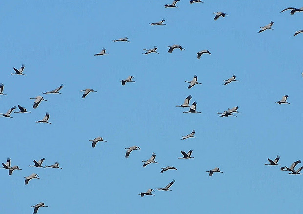 #Paduledifucecchio #gru #birdwatching Eccezionale passaggio di circa 1300 gru sopra al Padule🦆🌱🦆 Il Calendario 2020 delle visite: zoneumidetoscane.it/it/le-aree/pad…