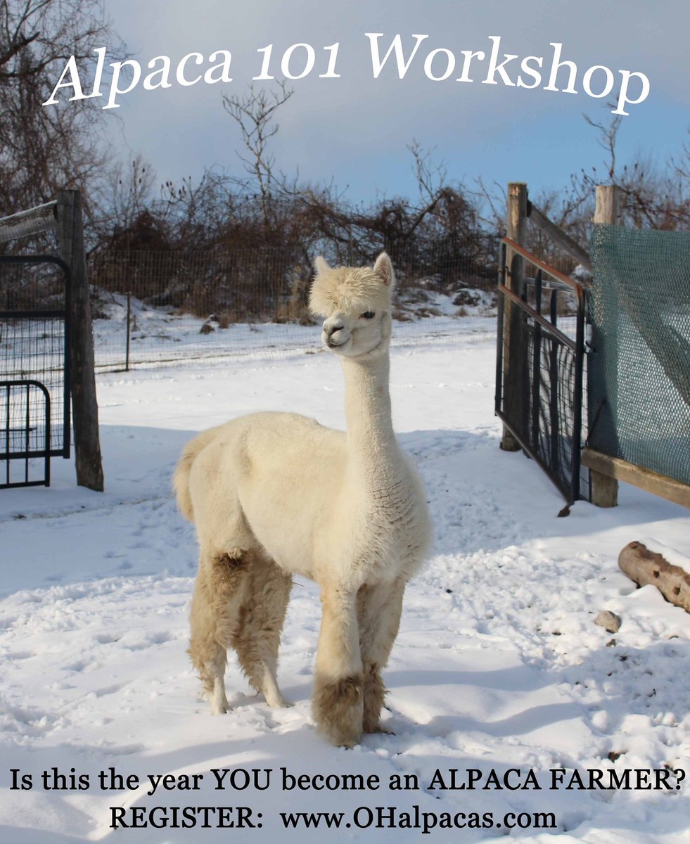 ohalpacas's tweet photo. Just a few days left to register.  Thinking about alpaca farming in 2020?  This workshop will answer all your questions about alpacas and alpaca farming.
#OHalpacas #FarmHers #FarmLife #howtofarm  #Alpacaontario #alpacafarming #HobbyFarming #backyardfarmer https://t.co/2T5A7XcnqG