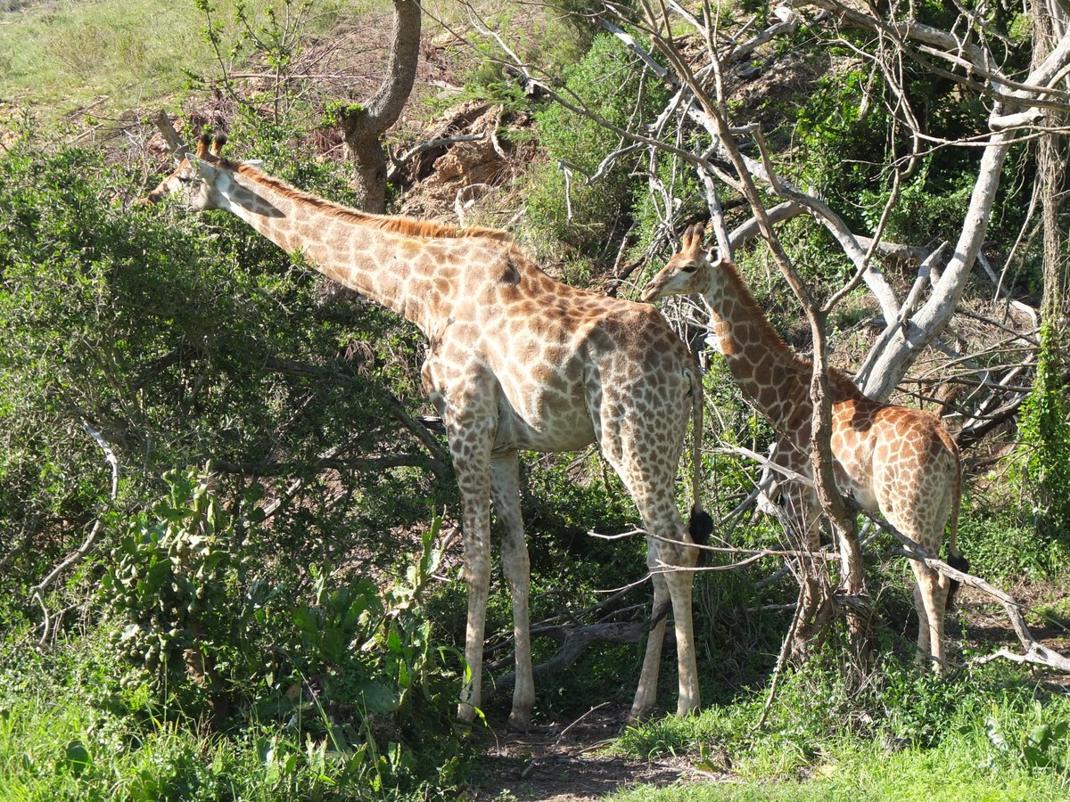Christos Ioannou (@christoswineman) on Twitter photo If you're planning a trip to the <a href="/GardenRoute_SA/">Garden Route SA</a> make sure you include a stay at the fabulous 5 star <a href="/botlierskop/">Botlierskop Reserve</a> <a href="/visitmosselbay/">Mossel Bay Tourism</a> Just some of the animals you will see #Safari #gamereserve If you're planning a trip to the <a href="/GardenRoute_SA/">Garden Route SA</a> make sure you include a stay at the fabulous 5 star <a href="/botlierskop/">Botlierskop Reserve</a> <a href="/visitmosselbay/">Mossel Bay Tourism</a> Just some of the animals you will see #Safari #gamereserve