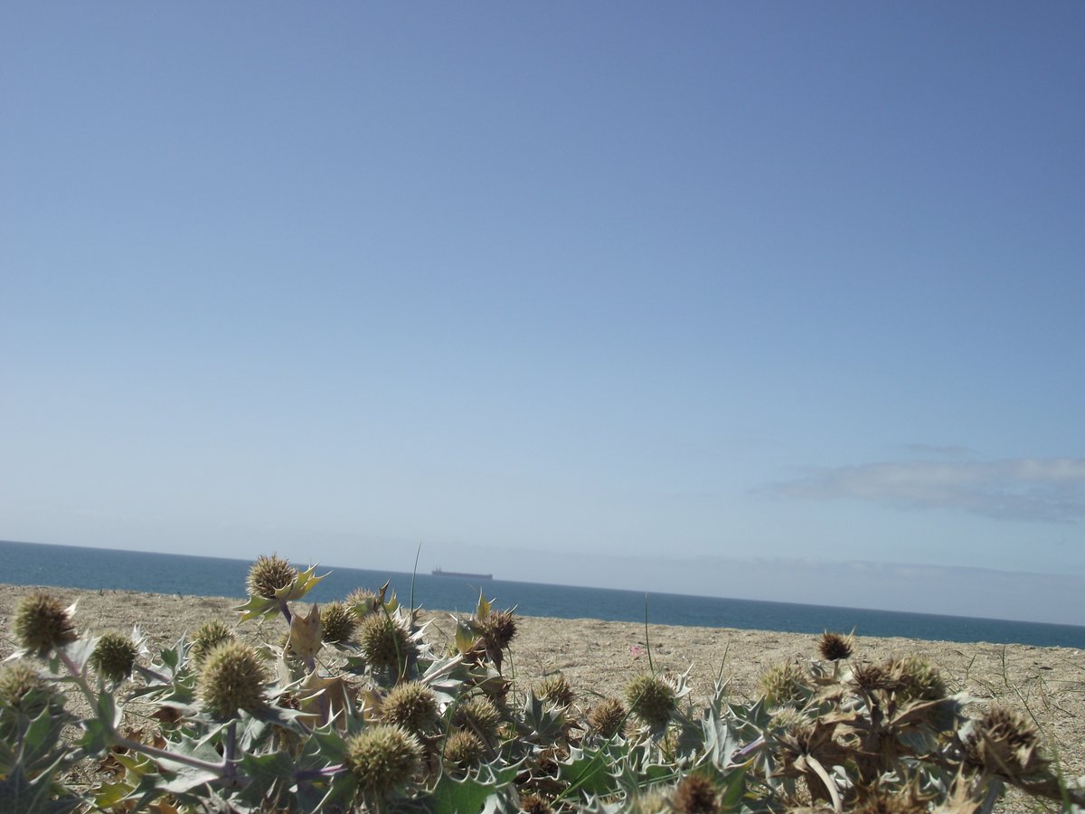 stephenpalmer's tweet photo. There are a number of 'special' days today! #UniMentalHealthDay #WorldBookDay #climatecoachingactionday Of course, every day is special. Pic of #LoeBarBeach, #Porthleven, #Cornwall - a great location 4 #walkingwithnature in #bluespace. The #SandhillRusticMoth only exists here. https://t.co/JvO2cE38YK