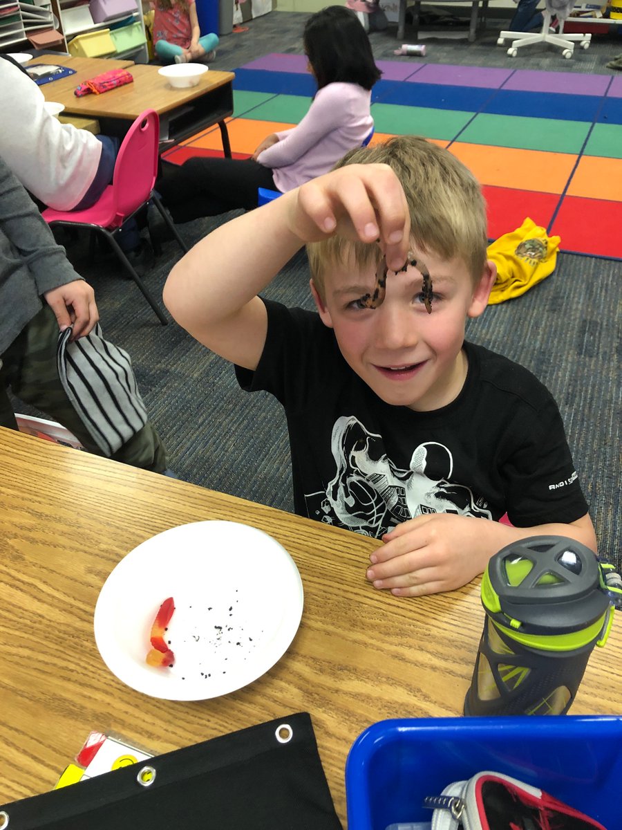 MrsBarmore1's tweet photo. Exploring living and non-living with gummy worms and live worms! @GunstreamFrisco https://t.co/crlYUV1c75