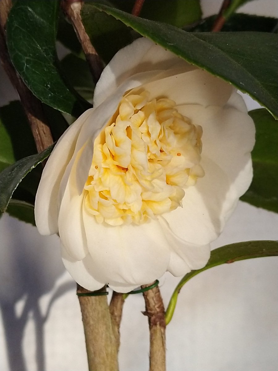 RalfLippold's tweet photo. Camellia rusticana #Botanyuki genießt den frühen 🌞strahl.
#Kamelie #Kamelien #camellia #camellias #KamelienlandSachsen #GartenbauRisse #Blumenfreuden https://t.co/DYwSyQFaJA