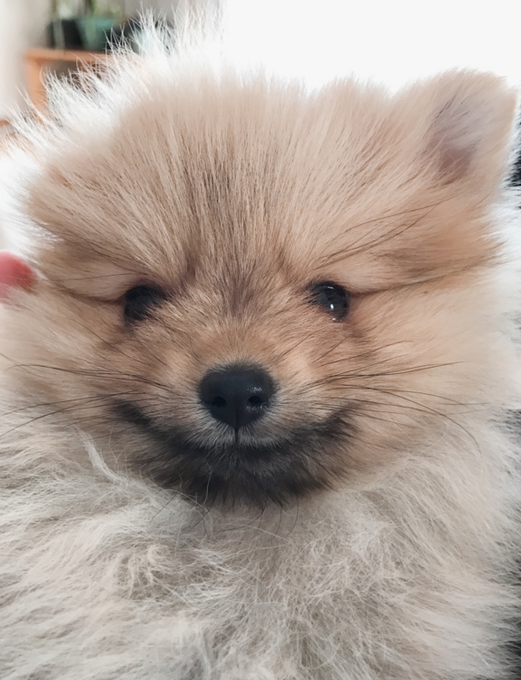 栃木県里親募集動物情報さん がハッシュタグ ポメラニアン をつけたツイート一覧 1 Whotwi グラフィカルtwitter分析 栃木県里親募集動物情報さん がハッシュタグ ポメラニアン をつけたツイート一覧 1 Whotwi グラフィカルtwitter分析