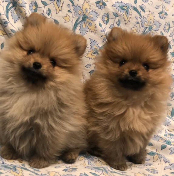 栃木県里親募集動物情報さん がハッシュタグ ポメラニアン をつけたツイート一覧 1 Whotwi グラフィカルtwitter分析