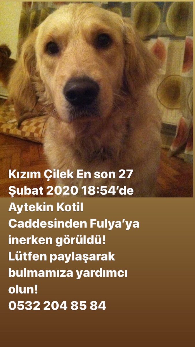 eksikkelimeler's tweet photo. #kayıpköpek #yuvaol #haytap #satınalmasahiplen #kayıp #köpek #patibuldular #goldengiller #rt https://t.co/WLqGTM9Rk0