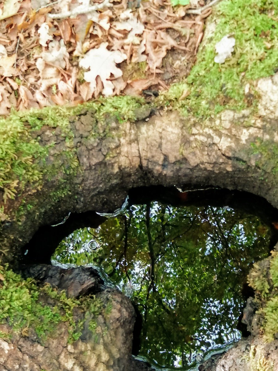 AlexNemaz's tweet image. #5marzo #Buongiorno🙋‍♂️ bastardi 😎A volte si può vedere il cielo anche guardando dal lato opposto🙃. Dipende da noi🤗❤️
#TheReflex
#InTheWood
#thinkpositive
#haveaniceday