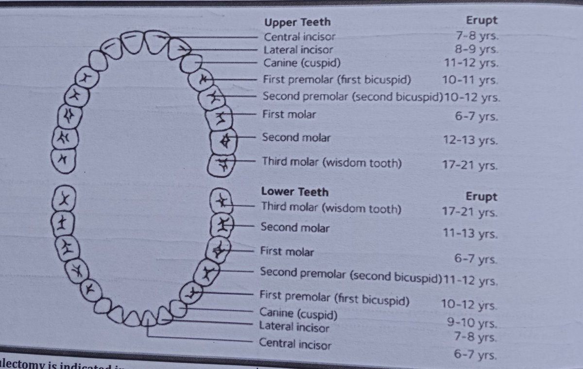 UniversalNewsAZ's tweet image. #TeethEruption