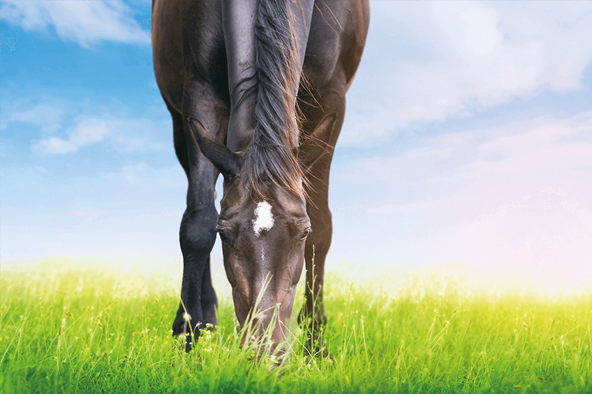 aviform's tweet image. Everything your horse needs ❤

buff.ly/2SSi3ZM

#horselove #equestrian #horsegirl