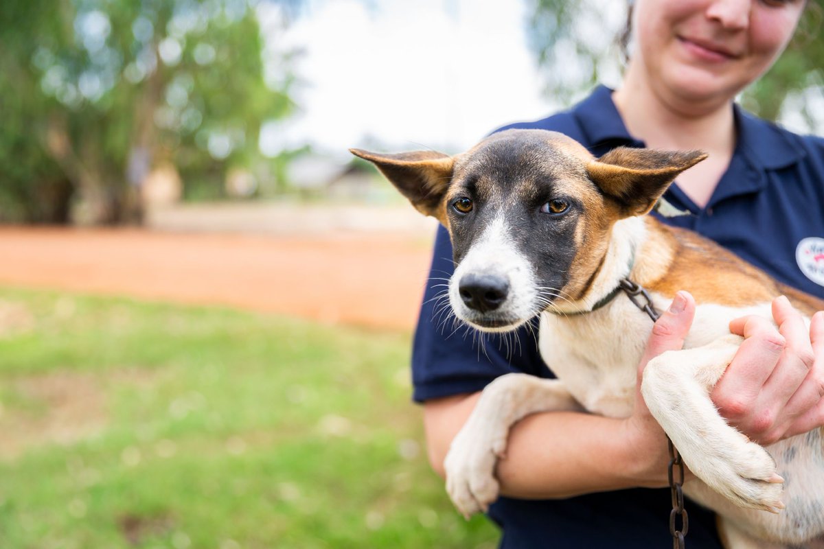 #WhatWeWantedToSayAtITB 🐕 Lucky was rescued from a slaughterhouse in Cambodia by FOUR PAWS. The travel industry could be a powerful ally for victims like her & communities in Southeast Asia affected by the dog and cat meat trade. dogcatmeat.four-paws.org/travel