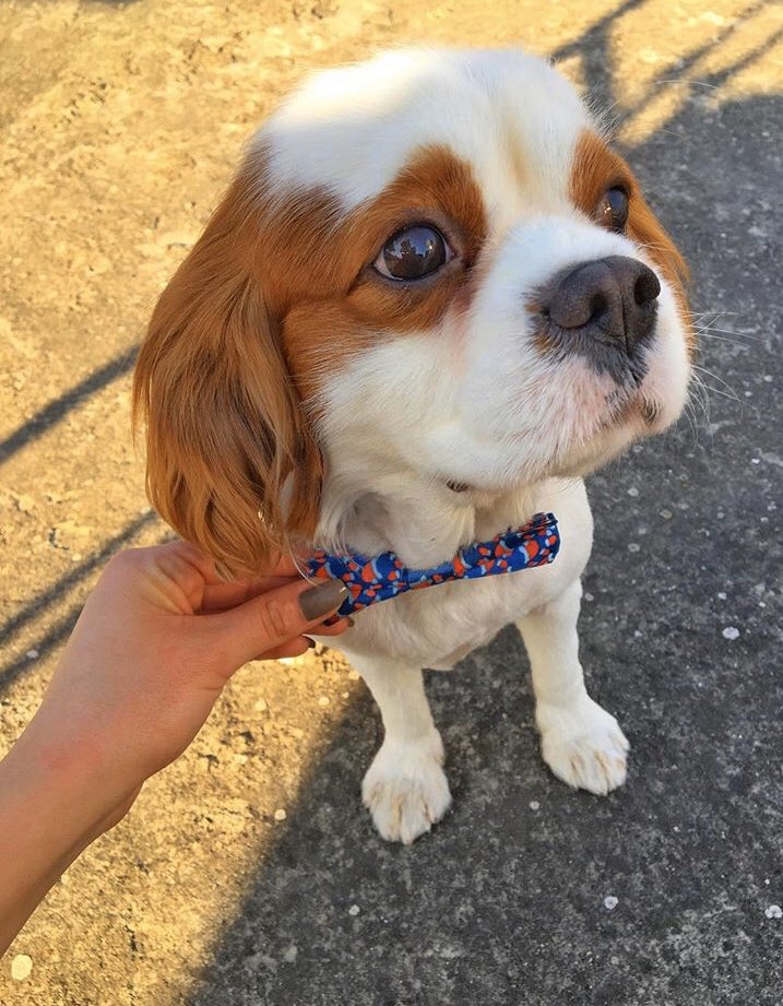 simgeozdemr's tweet photo. @kucukucuhaw 🐶❣️ https://t.co/QYU1JTcy7U