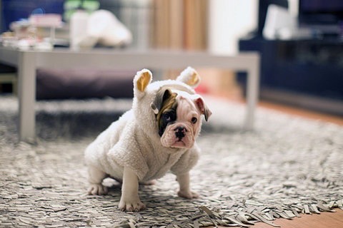 partiallyblind's tweet photo. @marcysutton Sorry to hear that, buddy. Have my Emergency Bulldog https://t.co/HKDlOkWptf