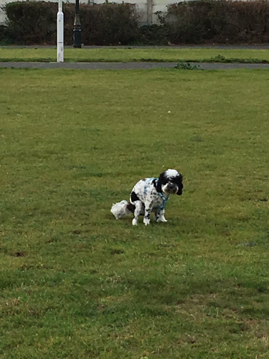 RosieTheCavapoo's tweet photo. @MintyBaubles Is anyone keen on stories that disappear after 24 hours?

#Fleet https://t.co/DWqKhV4Tzk