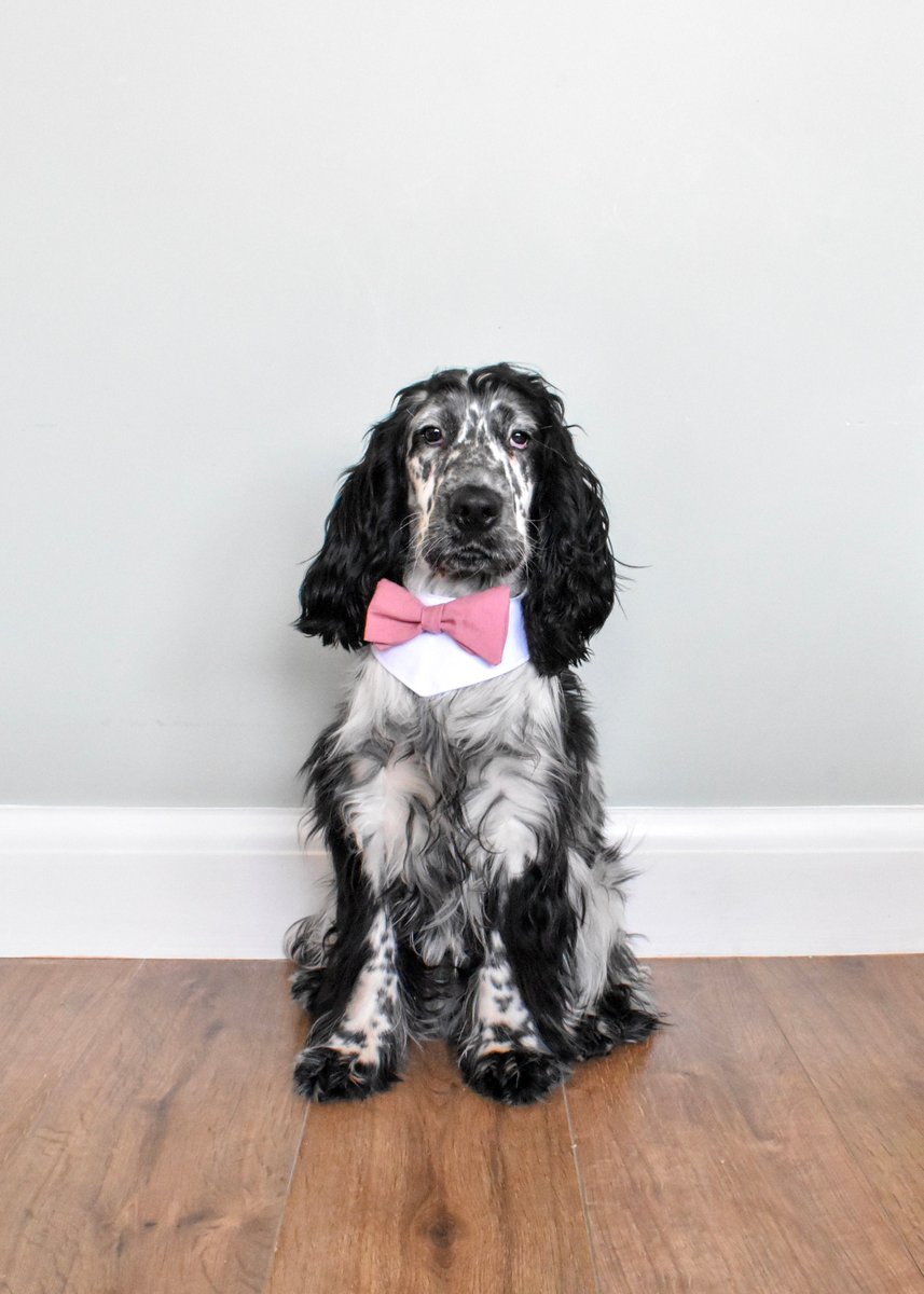 Tout le monde sur son 31 pour la saison des mariages qui va bientôt commencer 🐶Noeud papillon pour chiens confectionné par <a href="/GiddingsGifts/">Giddings Gifts</a>  👌 etsy.me/3an66mD
