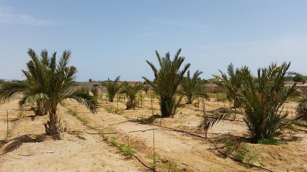 weconnectdata's tweet image. #Sinai desert community promotes educational tourism. “People are resistant to change, but when they see a working model, it becomes easy for them to follow” ow.ly/fDth50yA0zZ #Agriculture #Ecosystem
